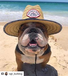 a dog wearing a hat on the beach