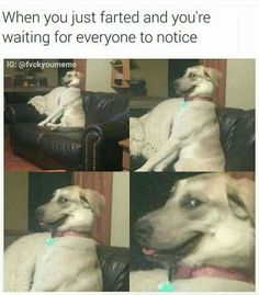 a dog sitting on top of a leather couch