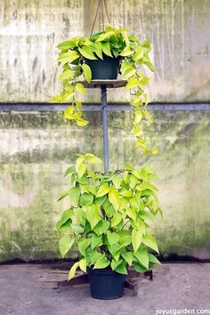 a potted plant with green leaves hanging from it's sides in front of a wall