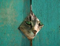 a cat with green eyes peeks through a hole in a wooden wall, revealing its face