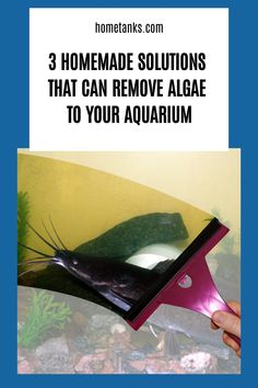 a hand holding an object with the words 3 homemade solutions that can remove algae to your aquarium