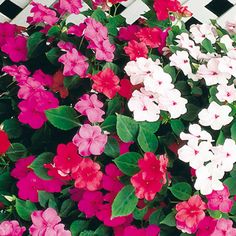 pink and white flowers with the words impatiens waleriana