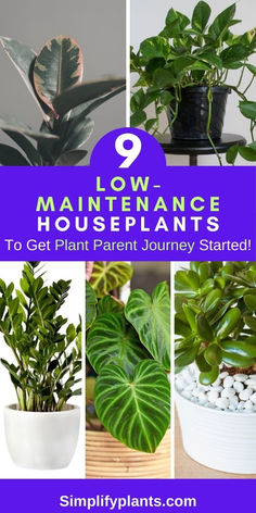 "Low-maintenance plants, easy-care houseplants, beginner-friendly indoor 
plants, houseplants for beginners, hard-to-kill plants, low-maintenance 
indoor plants, beginner plant parent, easy-care indoor plants, 
low-maintenance gardening." Best Houseplants For Beginners, Easy To Grow House Plants, Easiest Indoor Plants To Keep Alive, Easy Houseplants, Plant Jungle, Easy Indoor Plants, Easy Care Houseplants, Houseplant Care, Snake Plants