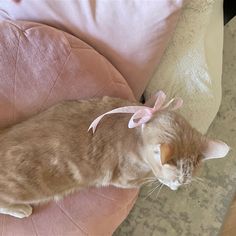 an orange cat with a pink bow on its head sitting on a pillow and looking at the camera