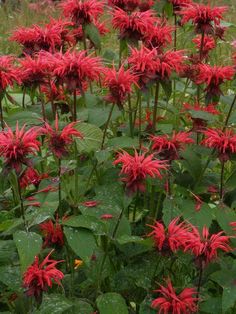 red flowers are blooming in the grass