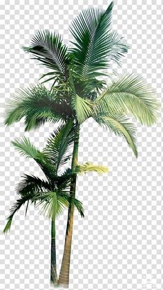 a palm tree on a white background with clippings for the bottom right corner