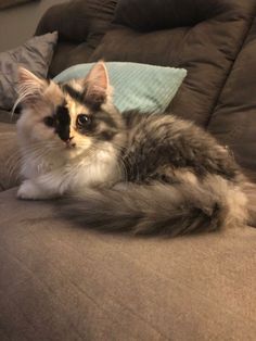 a fluffy cat laying on top of a couch