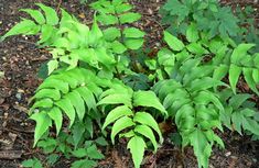 some green plants are growing in the dirt