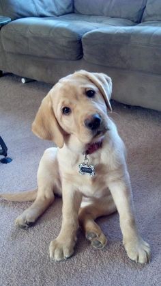 a puppy sitting on the floor in front of a couch