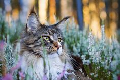 a cat is sitting in the middle of some flowers and grass with its eyes wide open