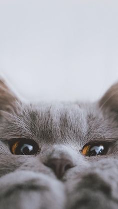 a close up of a cat's face with yellow eyes