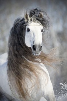 a white horse with long hair running in the snow