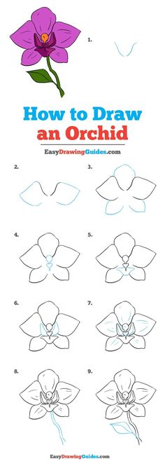 how to draw an orchid flower with easy step - by - step instructions for beginners