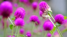 purple flowers are blooming in the garden