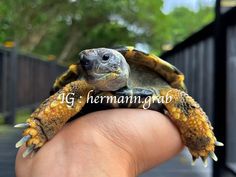 a close up of a person holding a small turtle