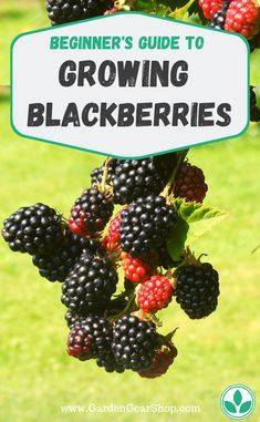 berries growing on a tree with the title beginner's guide to growing blackberryes