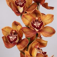 an arrangement of orange and red orchids in a vase