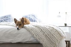 a brown dog laying on top of a white bed covered in a blanket and pillows