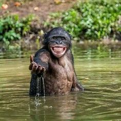 a monkey is in the water with its mouth open and it's hands out