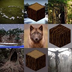 several different pictures of trees and animals in the woods