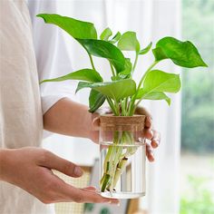 a person holding a plant in a glass vase