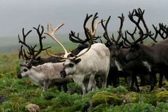 a herd of reindeer standing on top of a grass covered field next to each other