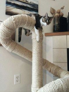 a cat sitting on top of a scratching post