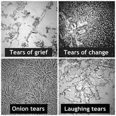 four different types of plants that are in black and white, with the words tears of grit