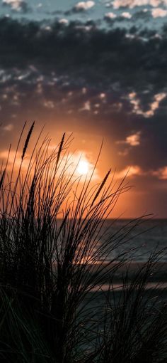 the sun is setting over the ocean with tall grass in foreground and clouds in the background