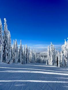 snow covered trees line the slopes on a sunny day