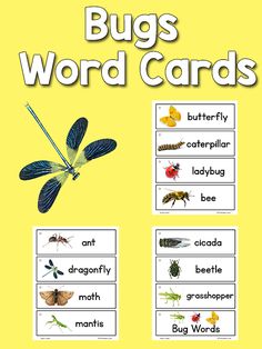 bugs word cards with pictures and words to help them understand what they are in the wild