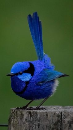 a blue bird sitting on top of a wooden post