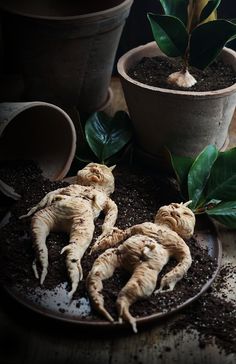 three ginger root plants on a plate with dirt around them and two potted ones in the background