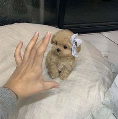 a small brown dog sitting on top of a bed next to a person's hand