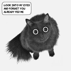 a black and white drawing of a cat with an eyeball saying look into my eyes and forget you already fed me