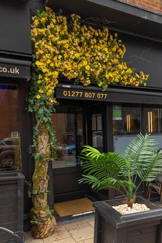 two large planters are on the sidewalk in front of a building with yellow flowers