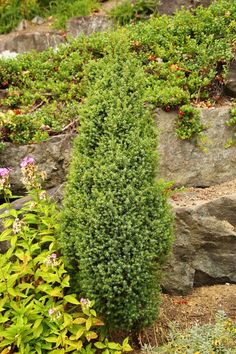 a very pretty green plant in front of some rocks and plants on the side of a hill