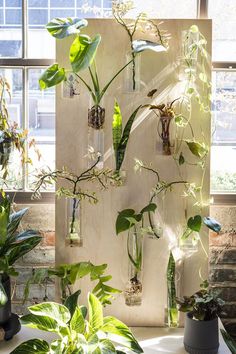 several plants in glass vases hanging on a wall