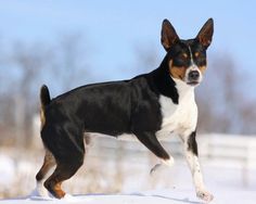 a black and white dog running in the snow