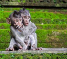 two monkeys are sitting on some steps and one is holding the other's hand