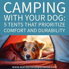 When camping with your dog, comfort and durability are key. These seven tents are designed to withstand your pup's enthusiasm while providing a cozy space for rest and relaxation. Flea Remedies, Frozen Dog Treats, Frozen Dog, Dog Care Tips, Dog Runs