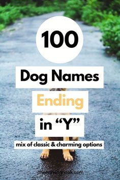 a dog sitting on top of a wet road with the words, 100 dog names ending in