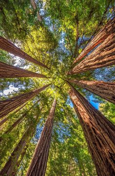 looking up at tall trees in the forest