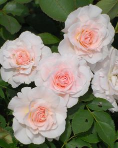 three pink roses are blooming on the bush in front of some green leaves and flowers