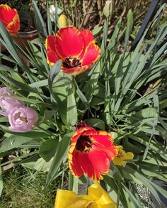 three red and yellow tulips in a garden