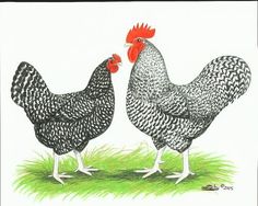 two chickens standing next to each other on grass