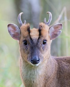 a small deer with horns standing in the grass and looking at the camera while wearing antlers on its head