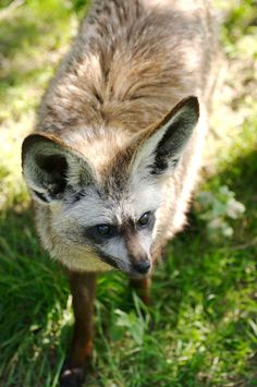 a close up of a raccoon on the grass looking at something in the distance