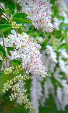 white and pink flowers are growing on the branches of a tree in front of some green leaves