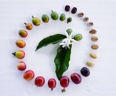 various fruits and vegetables arranged in the shape of a circle